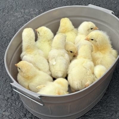 Day-Old Chicks (unsexed)